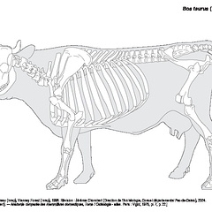 Vache