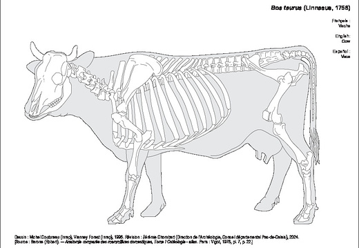 Vache