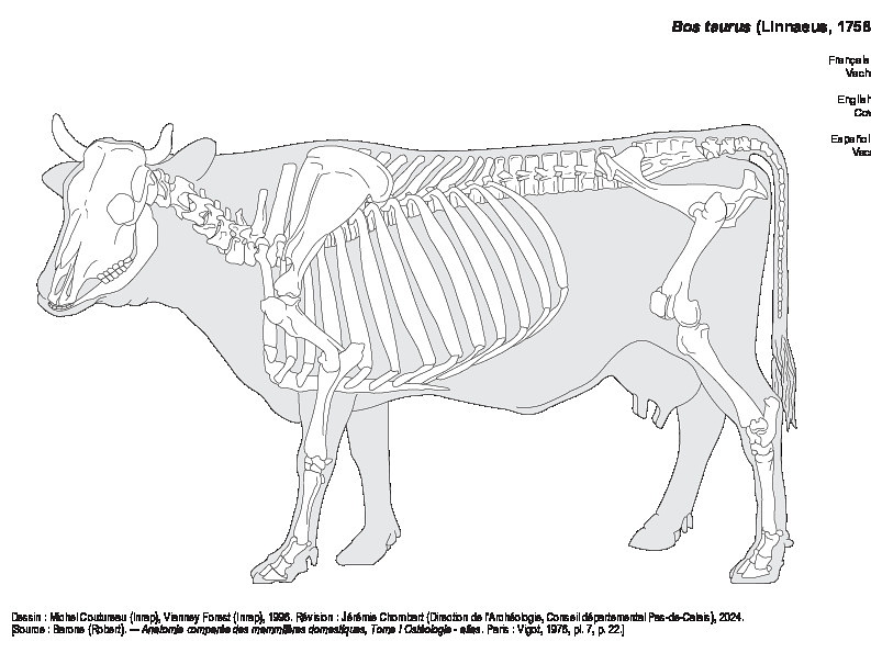 Vache (1274 visites) Dessin : Michel Coutureau (Inrap), Vianney Forest (Inrap), 1996. Révision : Jérémie Chombart (Dir... Vache