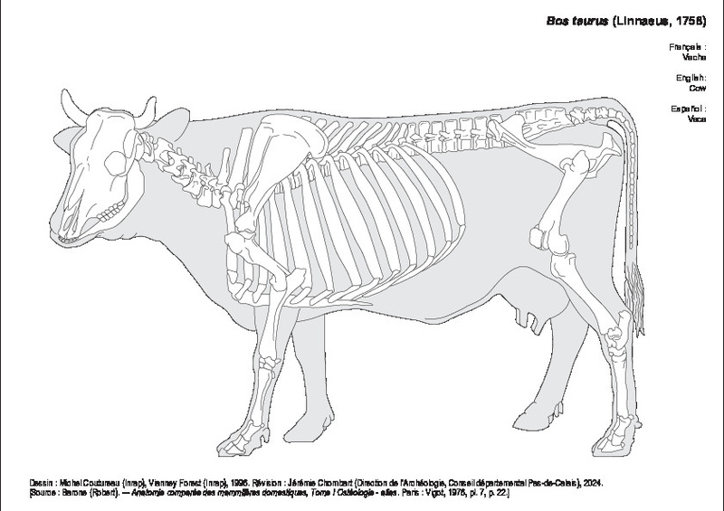 Vache