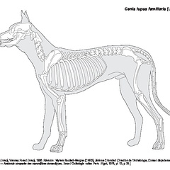 Chien