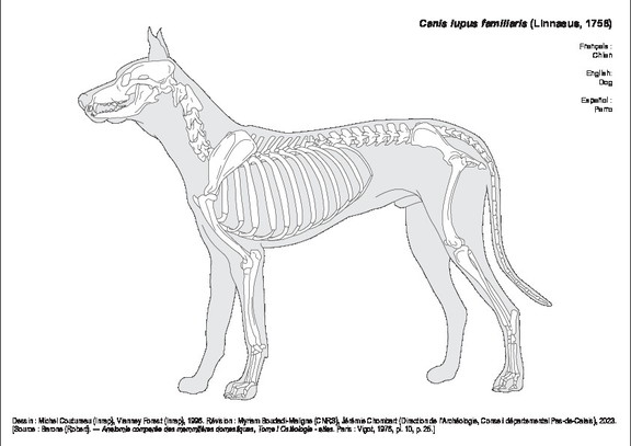 Chien