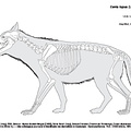 Loup Gris (1134 visites) Dessin : Michel Coutureau (Inrap), 2003. Révision : Myriam Boudadi-Maligne (CNRS), Céline Bemilli ... Loup Gris