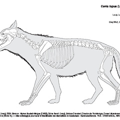 Loup Gris (1139 visites) Dessin : Michel Coutureau (Inrap), 2003. Révision : Myriam Boudadi-Maligne (CNRS), Céline Bemilli ... Loup Gris