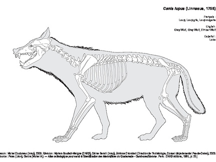 Loup Gris (1140 visites) Dessin : Michel Coutureau (Inrap), 2003. Révision : Myriam Boudadi-Maligne (CNRS), Céline Bemilli ... Loup Gris