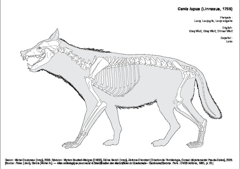 Loup Gris