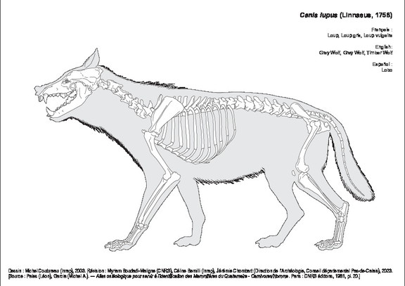 Loup Gris