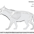 Canis_lupus_2023.pdf