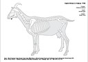 Mammals