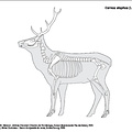 Cerf élaphe