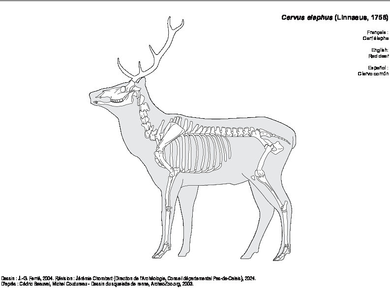 Cerf élaphe