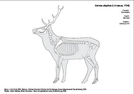Cerf élaphe