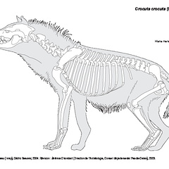 Hyène tachetée (1172 visites) Dessin : Michel Coutureau (Inrap), Cédric Beauval, 2004. Révision : Jérémie Chombart (Direction ... Hyène tachetée