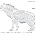 Crocuta_crocuta_2023.pdf
