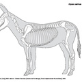 Equus_asinus_2023.pdf
