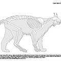 Lynx boréal