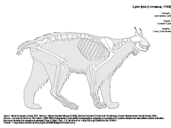 Lynx boréal (1218 visites) Dessin : Michel Coutureau (Inrap), 2007. Révision : Myriam Boudadi-Maligne (CNRS), Jérémie Chomba... Lynx boréal