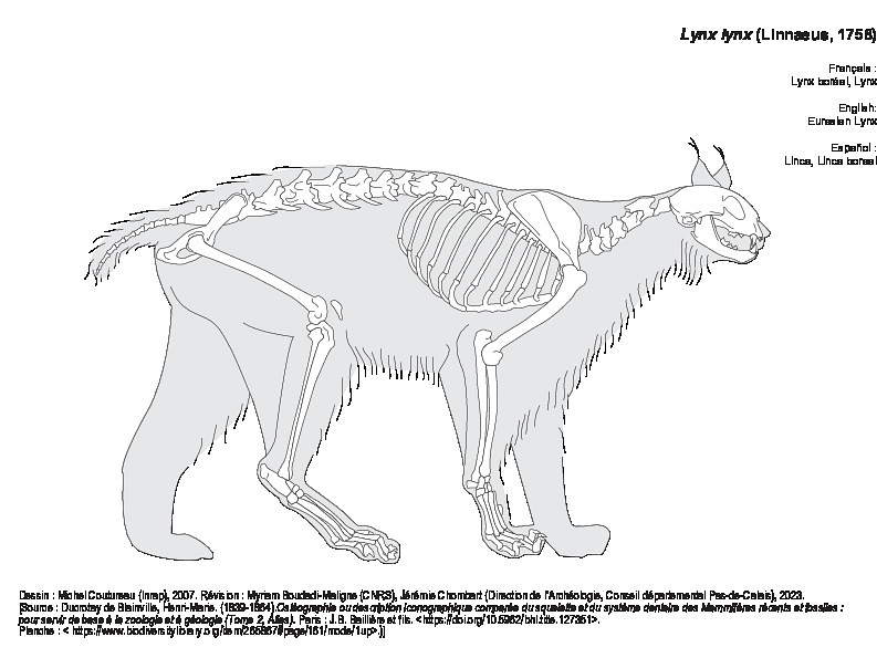 Lynx boréal