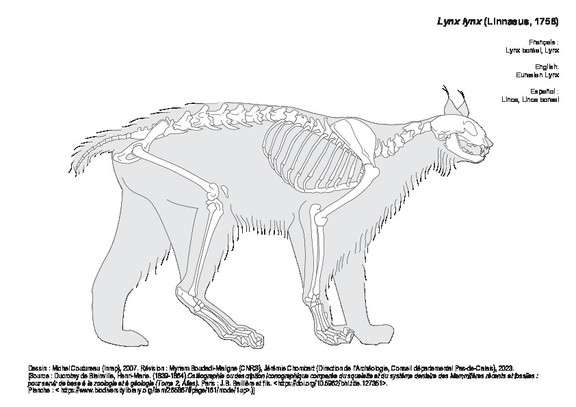 Lynx boréal