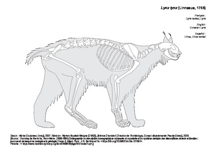 Eurasian Lynx