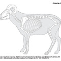 Ovis_aries_2023.pdf