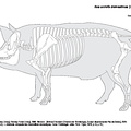 Porc (1417 visites) Dessin : Michel Coutureau (Inrap), Vianney Forest (Inrap), 1996. Révision : Jérémie Chombart (Dir... Porc