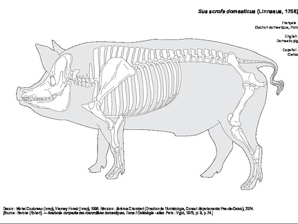 Porc