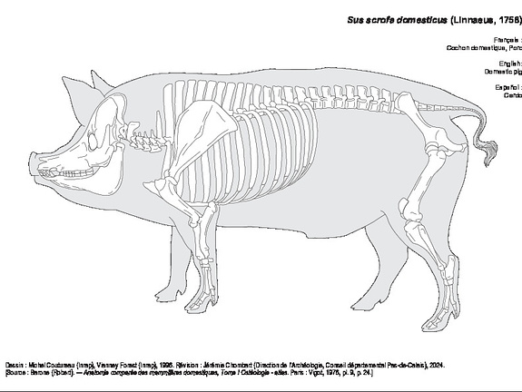 Porc (1441 visites) Dessin : Michel Coutureau (Inrap), Vianney Forest (Inrap), 1996. Révision : Jérémie Chombart (Dir... Porc