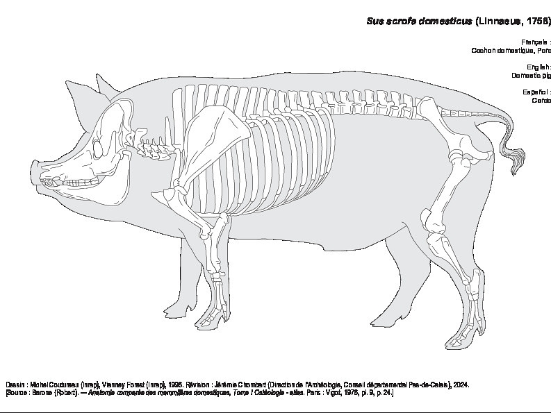 Porc (1397 visites) Dessin : Michel Coutureau (Inrap), Vianney Forest (Inrap), 1996. Révision : Jérémie Chombart (Dir... Porc