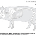 Sus_domesticus_2024.pdf