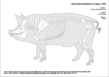 Porc