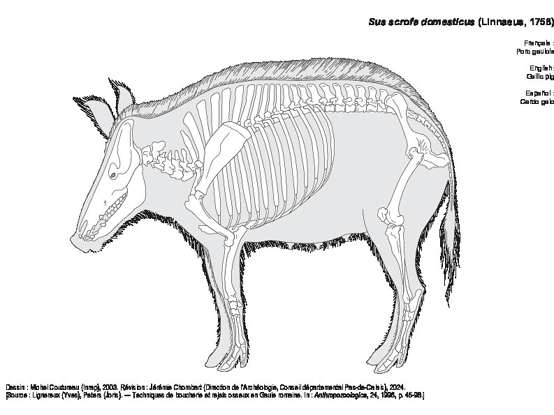 Porc gaulois (1417 visites) Dessin : Michel Coutureau (Inrap), 2003. Révision : Jérémie Chombart (Direction de l’Archéolog... Porc gaulois