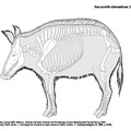 Sus_scrofa_domesticus_gaulois_2024.pdf