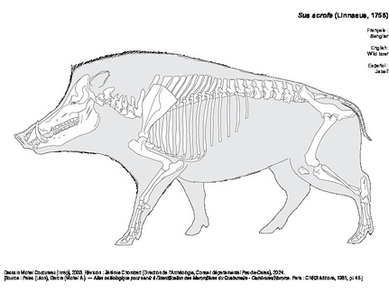 Sanglier