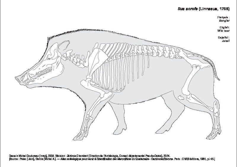 Sanglier