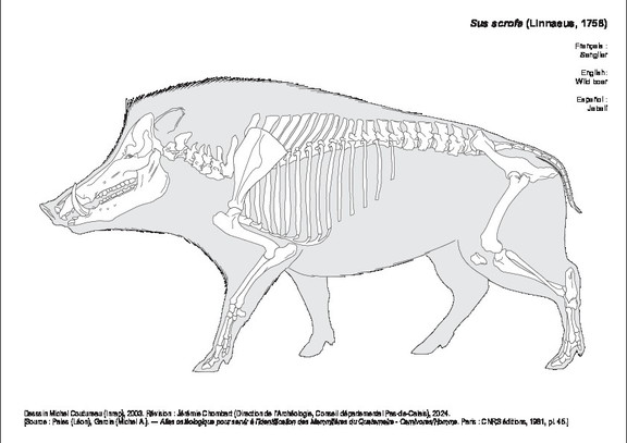 Sanglier