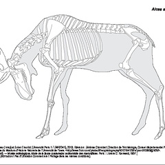 Élan (1504 visites) Dessin : Michel Coutureau (Inrap) et Julien Treuillot (Université Paris 1 / UMR7041), 2013. Révisi... Élan