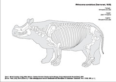 Rhinocéros de Java