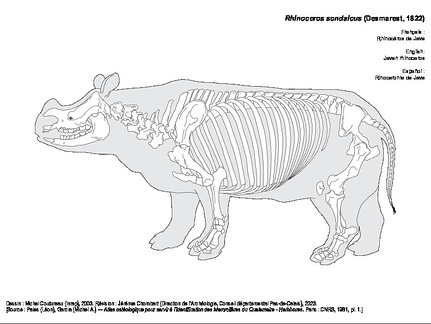 Javan rhinoceros