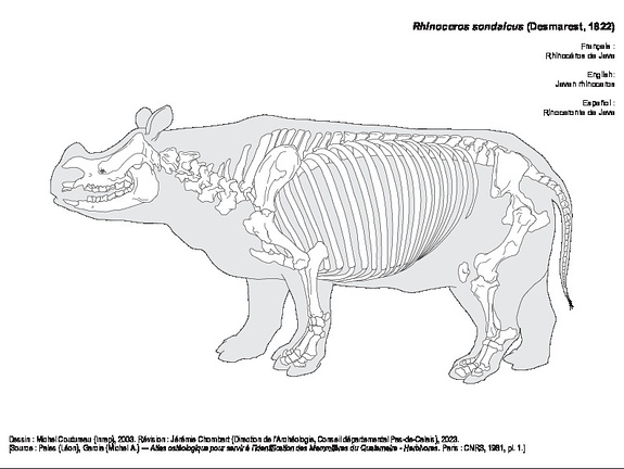 Rhinocéros de Java (1497 visites) Dessin : Michel Coutureau (Inrap), 2003. Révision : Jérémie Chombart (Direction de l’Archéolog... Rhinocéros de Java