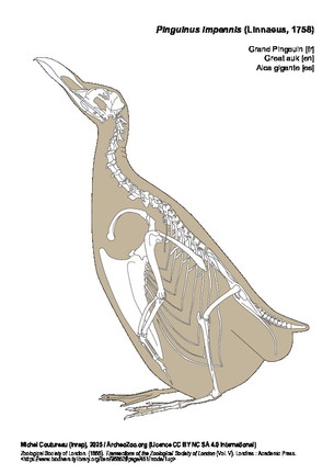 Grand Pingouin