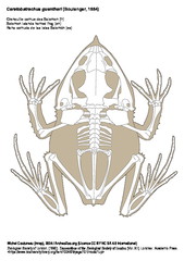 Grenouille cornue des Salomon