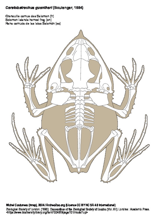 Grenouille cornue des Salomon