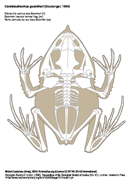 Grenouille cornue des Salomon
