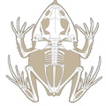 Ceratobatrachus_guentheri.pdf