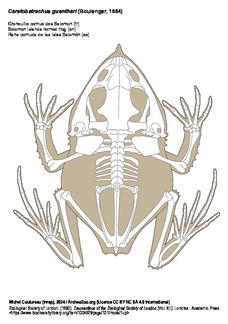 Grenouille cornue des Salomon