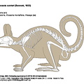Southern viscacha