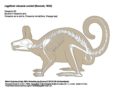 Southern viscacha