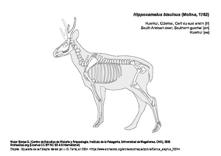 Huemul