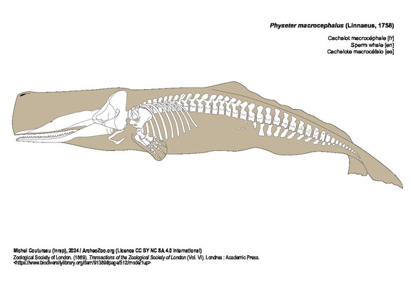 Cachalot macrocéphale